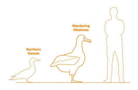 Wandering Albatross (Diomedea exulans) Dimensions & Drawings ...