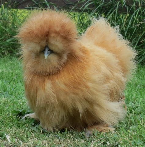 Buff Silkie Bantam Chicks - Baby Chickens for Sale | Cackle Hatchery