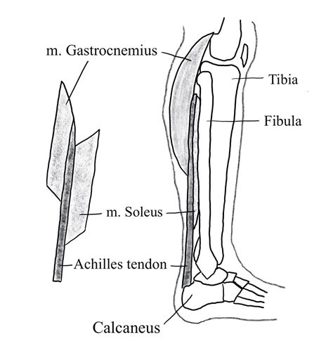 Adaptations to the triceps surae muscle group in response to plyometric ...