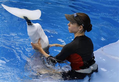 Dolphin's prosthetic tale comes to the big screen - Photo 4 - CBS News