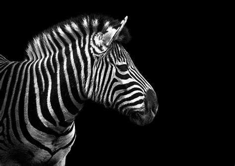 Zebra In Black And White Photograph by Malcolm Macgregor | Pixels