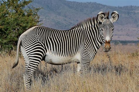 Elegant Grévy's Zebra with Striking Stripes