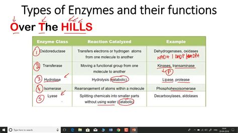 Types Of Enzymes And Their Functions