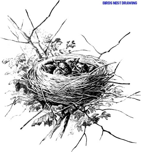 The Five Steps Needed For Putting Birds Nest Drawing Into Action ...