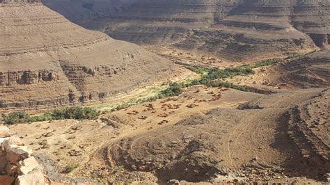 An oasis in the Algerian desert (Sahara) - Illizi Algeria - Mountain ...