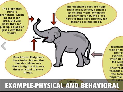 animal's adaptation examples - Cerca con Google | Animal adaptations ...