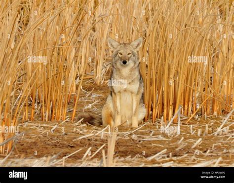 usfwsmtnprairie 15435518734 Coyote in the Cattails Seedskadee NWR Stock ...