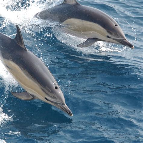 Animals - Island of the Blue Dolphins (U.S. National Park Service)