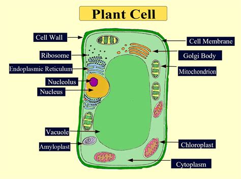 Make sketches of plant and animal cells. State three differences ...