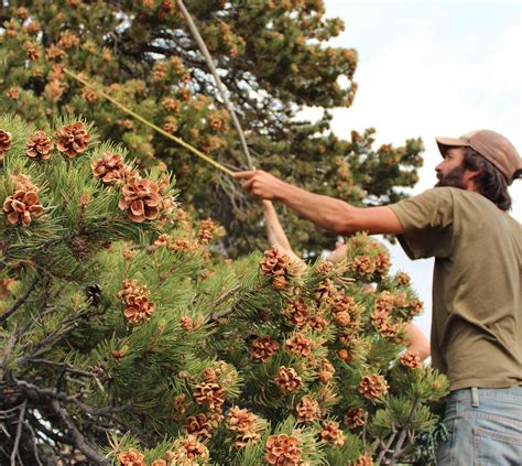 Is the U.S. Pine Nut Industry on the Brink of Extinction? | Civil Eats