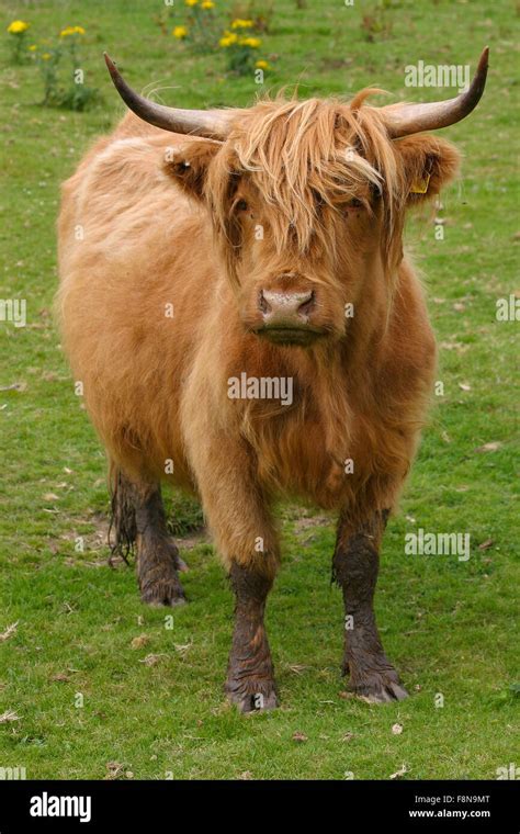 Aberdeen cow in angus scotland hi-res stock photography and images - Alamy