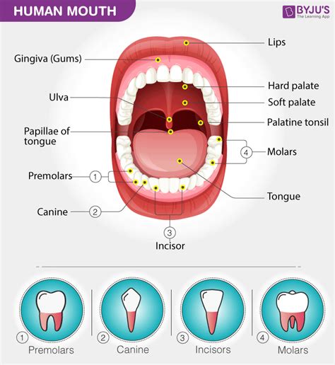 Human Anatomy Floor Of Mouth | Review Home Co