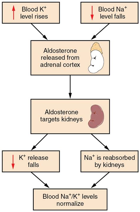 Potassium and calcium homeostasis – Basic Human Physiology