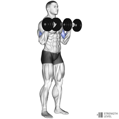 Dumbbell Reverse Curl Standards for Men and Women (lb) - Strength Level