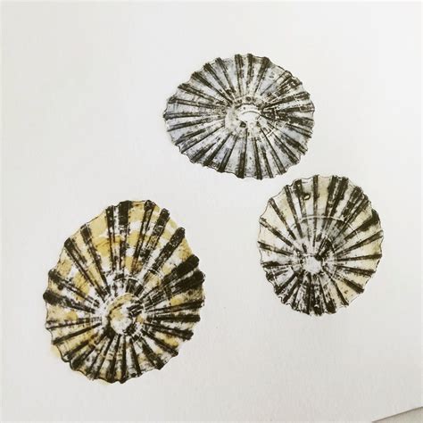 Limpet shells, limpets, seashells, collagraph, watercolour, printmaking ...