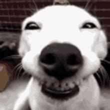 Dog Smile GIFs | Tenor