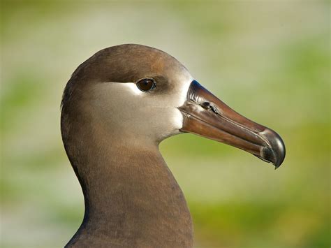 Black-footed Albatross: A Unique Species in the Northern Hemisphere