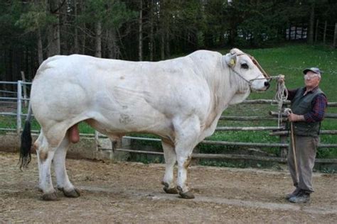 15 Famous Largest Cattle Breeds Chianina Cattle, Cattle For Sale, Dairy ...