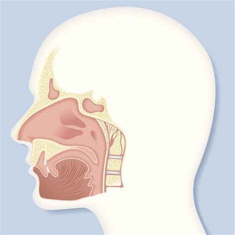 Nasal Cavity: Anatomy, Function, Key Facts