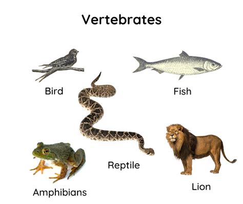 10 Facts about Vertebrates