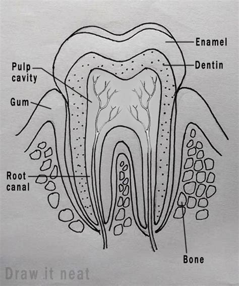 Step by step tutorials on drawing biology diagrams. | Anatomische kunst ...