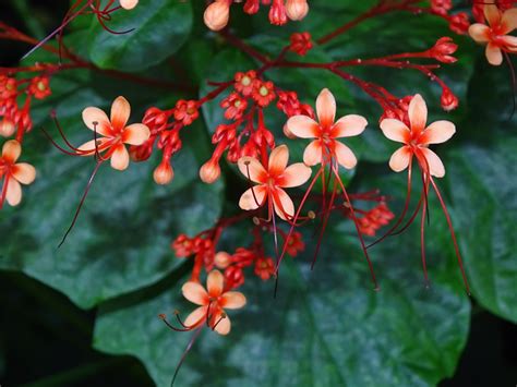 Pagoda Flower – Exhibits