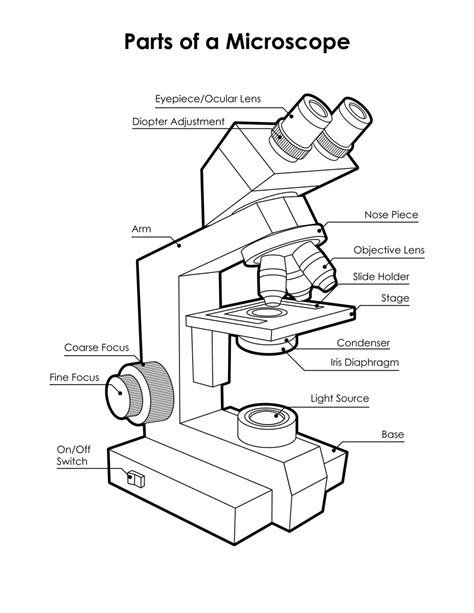 Microscope Diagram Labeled, Unlabeled and Blank | Parts of a Microscope