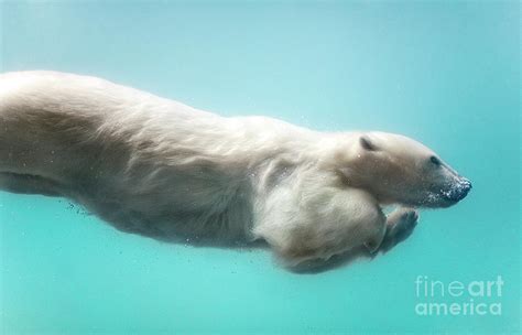 Polar Bear Swimming Underwater by Sergei Gladyshev