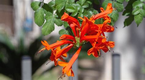 How to Plant, Grow, and Care for Cape Honeysuckle