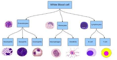 White blood cell taxonomy from bone marrow, including three main types ...