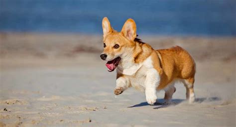 Corgi Temperament - A Tiny Pup Packed With Personality