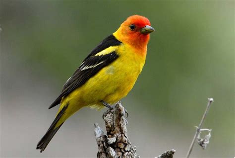 Western Tanagers Photo To - Ebba Neille