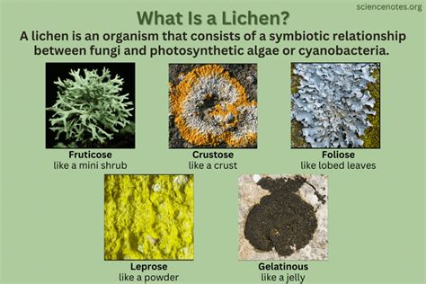 What Is a Lichen? Definition and Facts