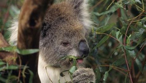 Koala Reproduction & Mating | Animals - mom.me