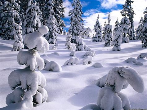 » Natural Backgrounds » Winter Pines, Willamette National Forest ...