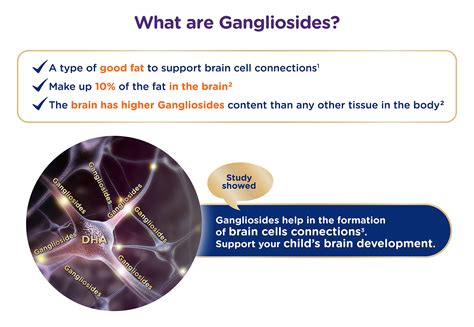 What are Gangliosides? | Anmum™ Malaysia