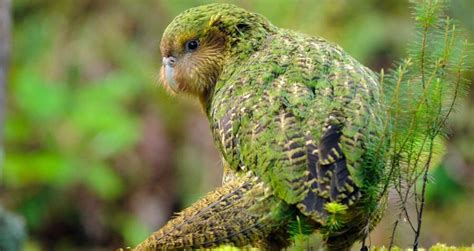 See The Kakapo, New Zealand's Critically Endangered 'Owl Parrot'