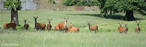 Red Deer Population | Wildlife Online