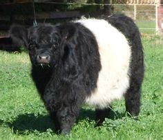 cute and fluffy belted galloway cow | Miniature cow breeds, Miniature ...