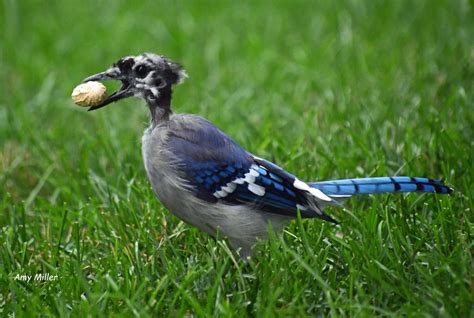 Seen a bird looking a little worse for the wear? It's probably molting ...