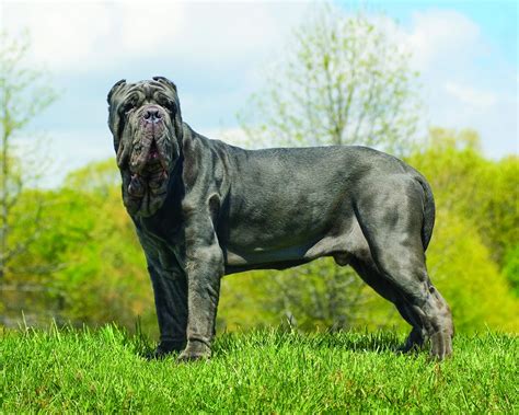 How Much Does A Neapolitan Mastiff Weight