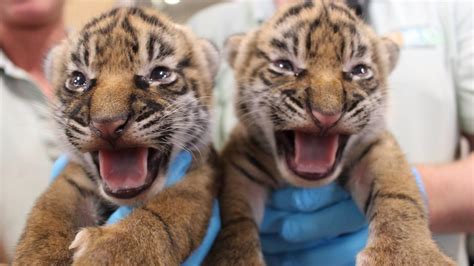 2 endangered Sumatran tiger cubs born at Florida zoo - Chicago Tribune