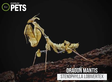 Dragon Mantis: Complete Stenophylla Lobivertex Care Guide!