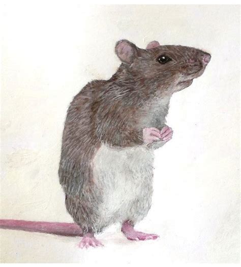 Curious Rat Print Small Animal Art. A Brown Rat Artwork. - Etsy