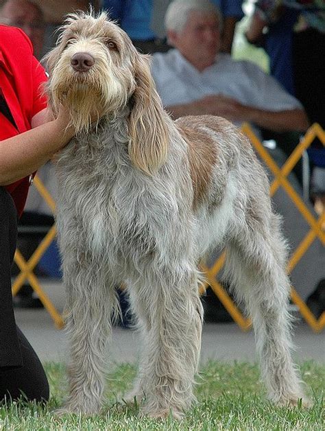 148 best Spinone Italiano images on Pinterest