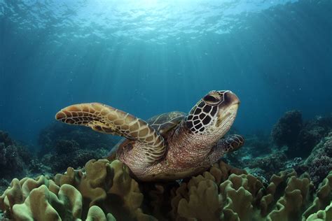 Sunbathing Photograph by Jun Lao -- National Geographic Your Shot ...