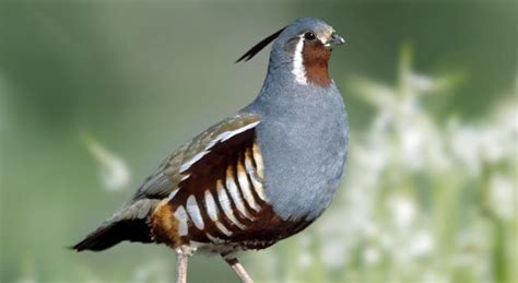 Quail Facts about The Old World and New World Quail