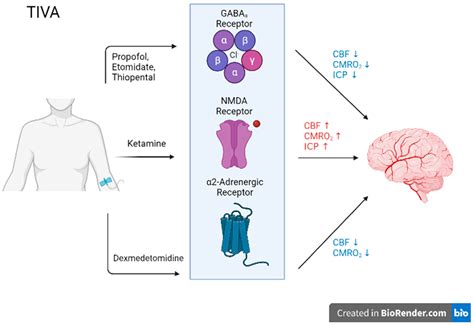 Biomedicines | Free Full-Text | Neurosurgical Anesthesia: Optimizing ...