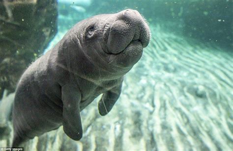 New surroundings: The baby manatee will be dependent on its mum for up ...