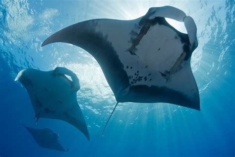 Scientists discover world’s first known manta ray nursery | South China ...